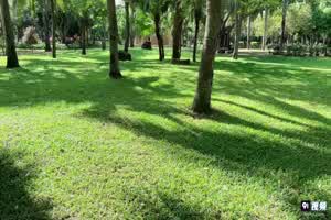 原创完整版 三月樱花 粉红兔兔甜蜜爱爱  背景图片